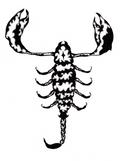 Scorpion Print